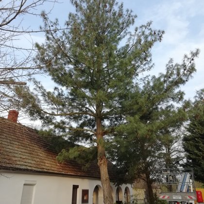 Fakivágás Vas megye