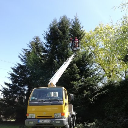 Fenyők visszavágása Sopron