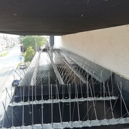 galambtüske ragasztás