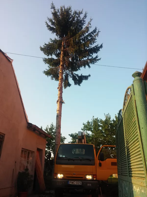 Veszélyes fakivágás
