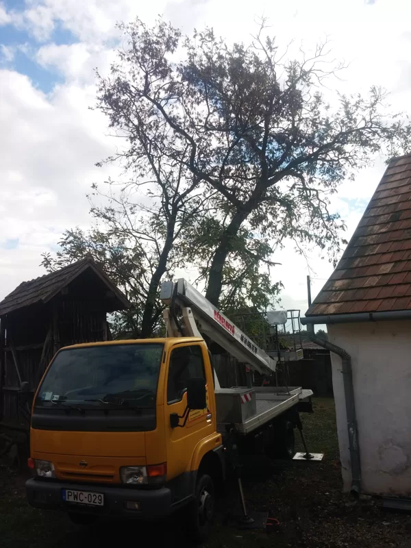 Akácfa megdőlve