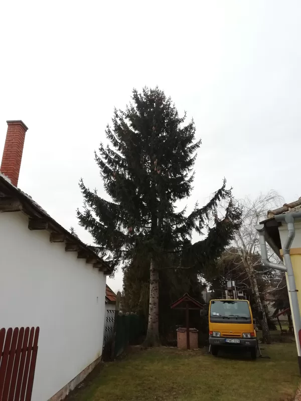 favágás Beleden