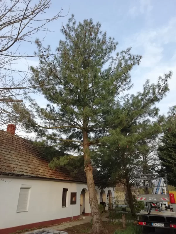 Fakivágás Vas megye