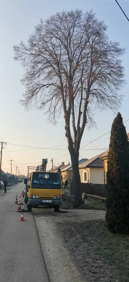 Emelőkosaras fakivágás 